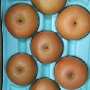 完熟　秋月梨　５キロ箱（6~14玉入）