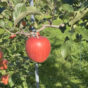 家庭用シナノスイート