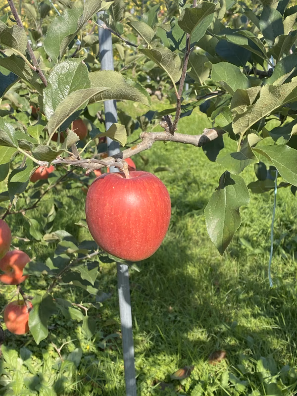 家庭用シナノスイート