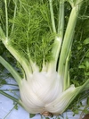 2023秋のイタリア野菜①甘い香りのフェンネル