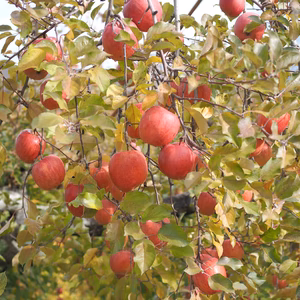 【ふじ/家庭用】/特別栽培/ネオニコ不使用