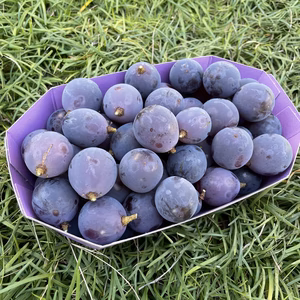 【ぶどう本来の味わいを！】訳あり巨峰(種なし) 粒 約500g　山梨県産