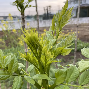 トゲのない大きなタラの芽ですがー