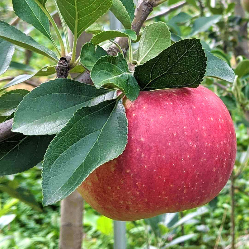 8月発送 りんご 訳あり シナノリップ 約3キロ 7 15玉 予約抽選 復興支援 農家漁師から産地直送の通販 ポケットマルシェ