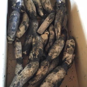 もちもち食感 愛知県愛西市産 土付きレンコンMサイズ