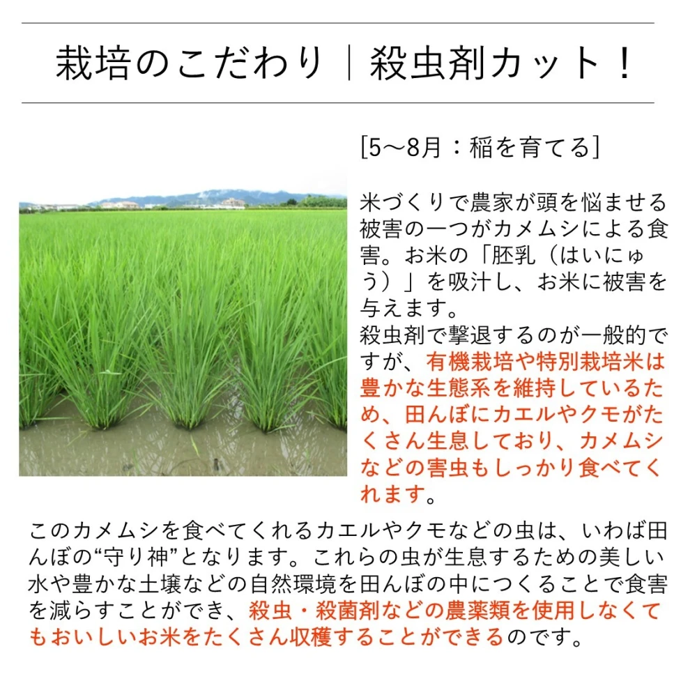 令和5年産 コシヒカリ 玄米20キロ無農薬米 除草剤不使用-
