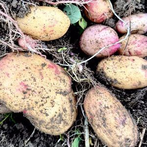 自然栽培の秋ジャガイモ｜アルタイル彦星【農薬不使用‧化学肥料不使⽤】