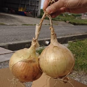 【7月までの期間限定】ツル付き2020年淡路島玉ねぎ(中生種) 約10kg