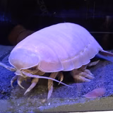 ハルサクラサク