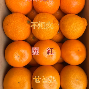 まるたま春の柑橘 4品種詰合せ　箱込３ｋｇ