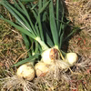 淡路島産葉タマネギ(農薬化学肥料不使用) 極早生 貴錦