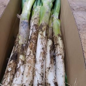 ✅鍋・すきやき用【極太2L／超極太3L特売❗❗】✅至福の極甘ネギ✅増量中❗️