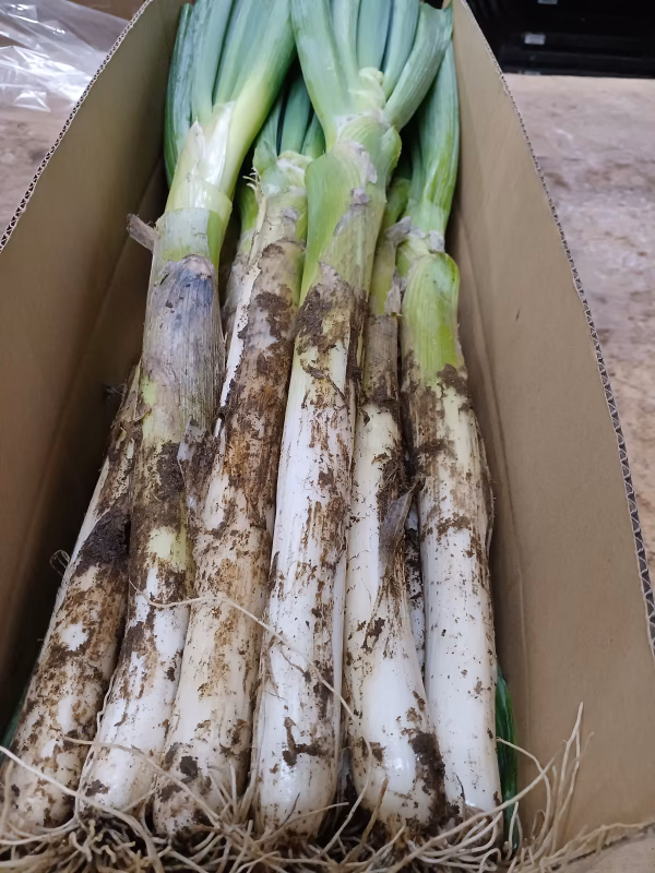 ✅鍋・すきやき用【極太2L／超極太3L特売❗❗】✅至福の極甘ネギ✅増量中❗️