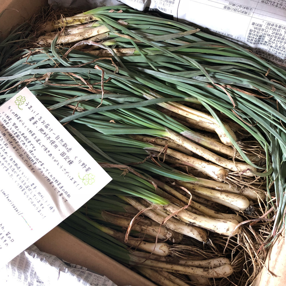 自然栽培 エシャレット 土 根付きの鮮度抜群500g 農薬 肥料不使用 くり野菜 農家漁師直送のポケットマルシェ