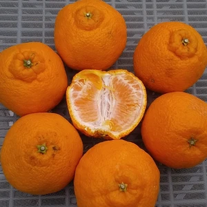 【お試しBOX】今が旬2種柑橘食べ比べセット(4Kg)和歌山産