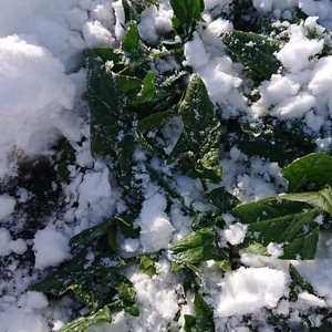 雪下野菜第1弾！無農薬・無化学肥料栽培の✨雪下ホウレン草✨