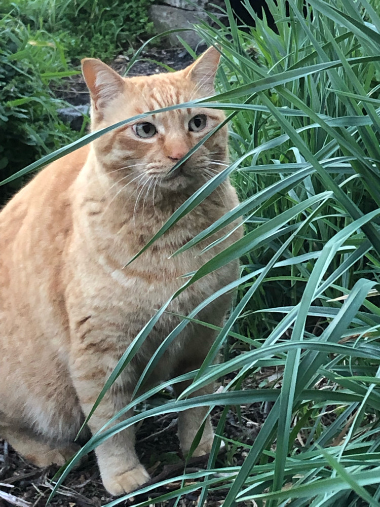 現場のネコさん大集合にゃ 17農家さんの愛猫投稿をまとめてみたよ 農家漁師から産地直送の通販 ポケットマルシェ