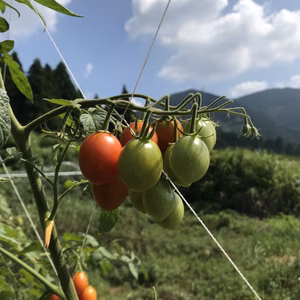 特別栽培　ミニトマト　1kg