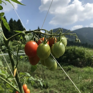 特別栽培　ミニトマト　1kg