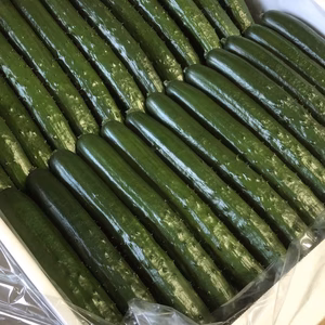 キュウリ　ウルトラ品 5kg 朝取れ　サラダ　宮崎県産