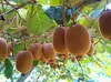 【熟成グリーンキウイ】酸味と甘みのがランスがいい静岡県産キウイ:M-HWG15