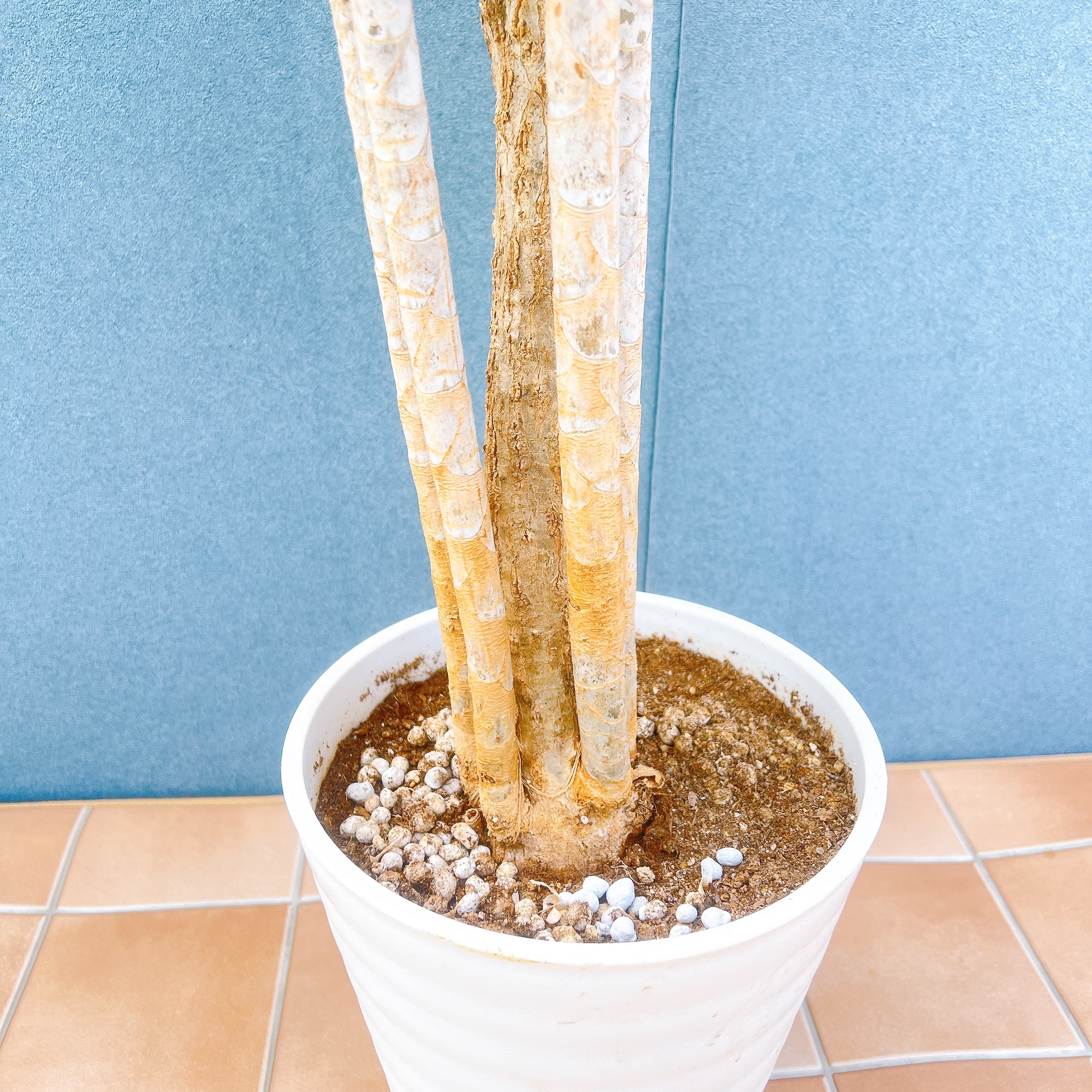 在庫販売】 ドラセナ コンシンネ ホワイボリー 観葉植物 特大