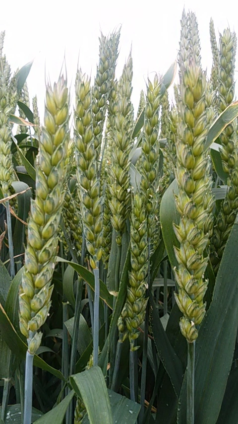 北海道産強力小麦粉つるきち100％夏穂500g