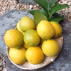 伯方島産♪しまなみレモン　【ノーワックス·防カビ剤防腐剤不使用】