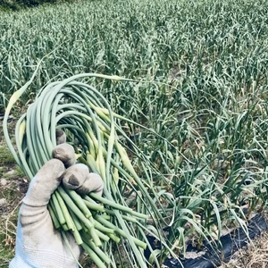 ニンニクの芽（50本）