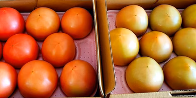 【スタッフ注目の新着商品 8/16】自分好みに熟成👍大玉トマト🍅新芋🍠初物ワカサギ🐟など✨