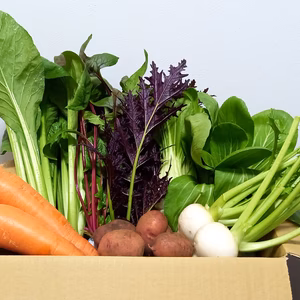 【宮崎県産】自然が生み出す旨い野菜セットS