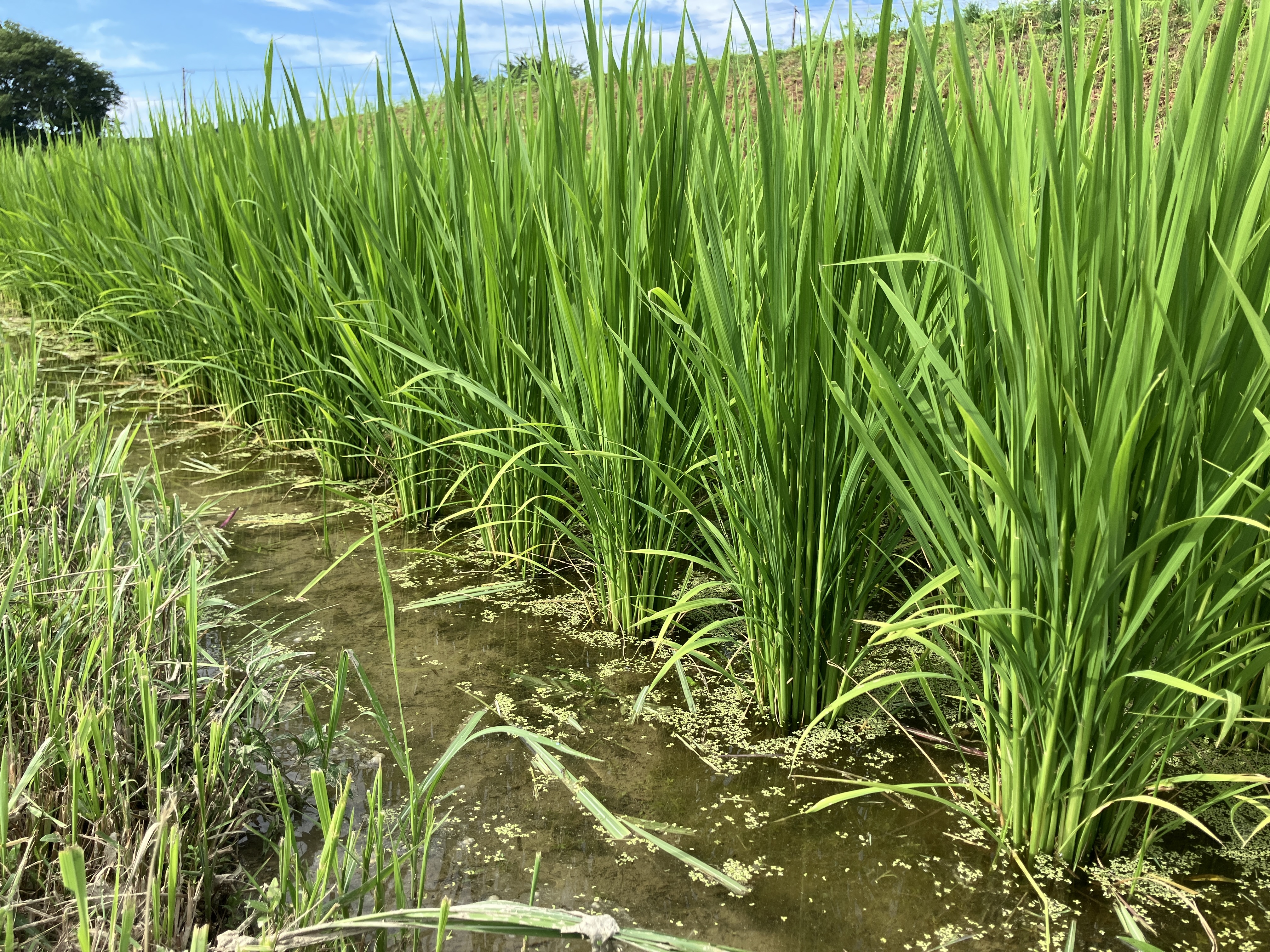 新米2025｜岩手・花巻産 ササニシキ 玄米10kg｜稲架掛け天日干しで香り豊かに仕上げた限定米 新米2025｜岩手花巻産 ササニシキ 玄米10kg｜天日干し限定米｜玄米の