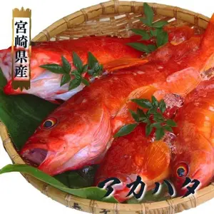【週末SALE】日曜PM3:00まで！宮崎県産の高級魚アカハタ(1kg)