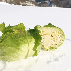 まるでフルーツ！雪中キャベツ（5kg）