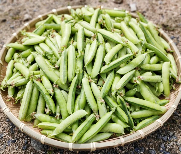 スナップエンドウ むき実６００g - 野菜