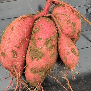 【数量限定】川越産のさつまいも！なめらかで甘い『シルクスイート』さつまいも