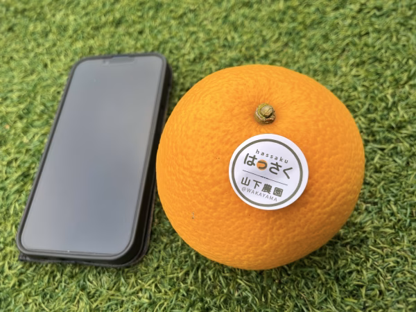 安心オーガニックはっさく 立派な2L・3Lサイズ(有機八朔)