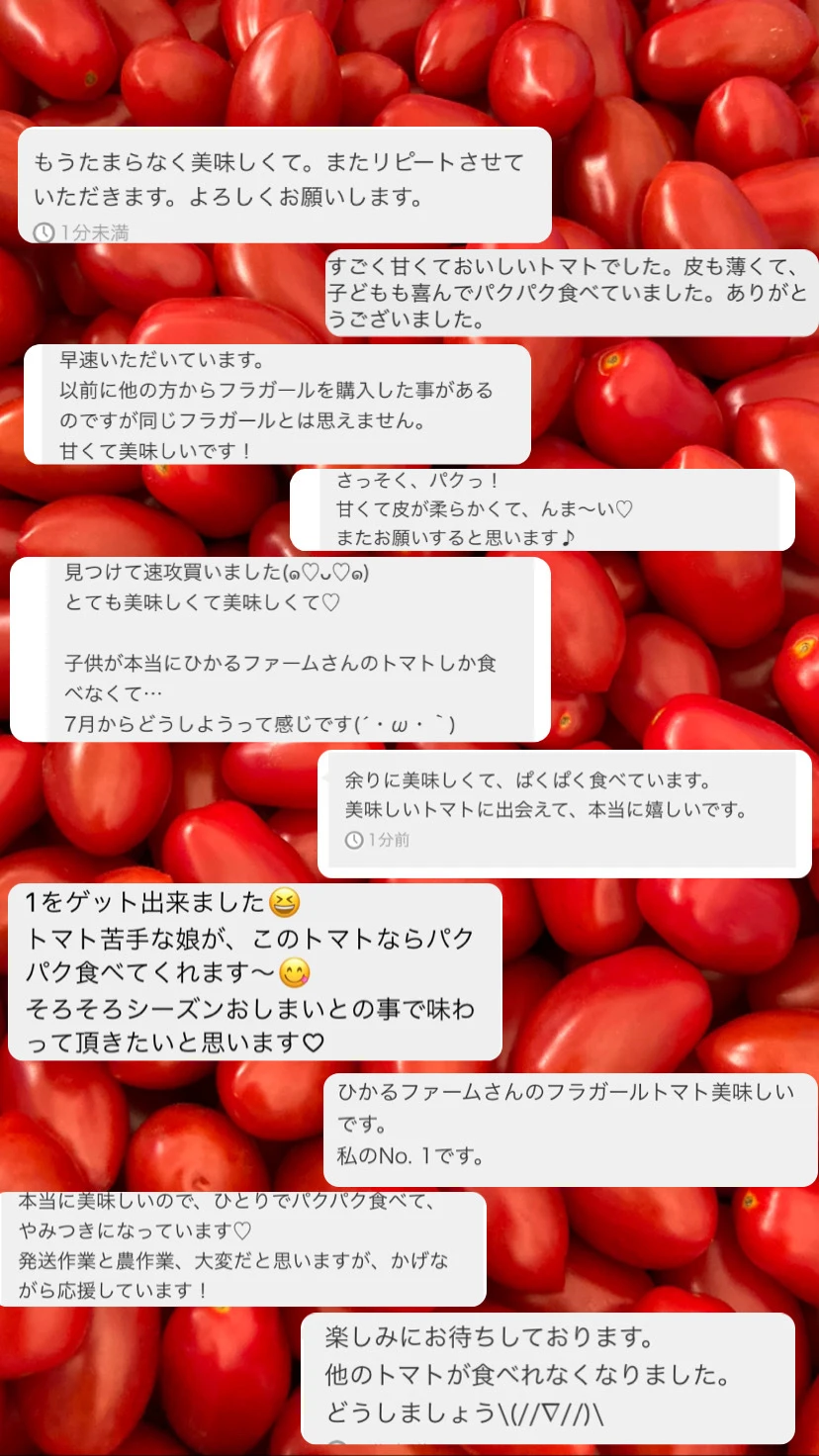 減農薬◯リピ殺到‼️甘いトマトが食べたい方に♡糖度10度♡⭐️皮が薄いフラガール