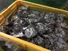 宮崎産天然岩牡蠣（生食用）2㎏セット　中サイズ　期間限定4月から9月末