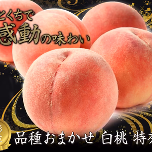 大人気の白桃！ 9月上旬～9月下旬頃発送　訳あり品　白桃　約2㎏