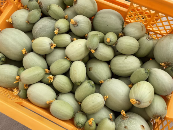残りわずか！摘果メロン（小メロン）2キロ