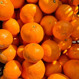 訳あり★一度食べてほしい！島育ちみかん