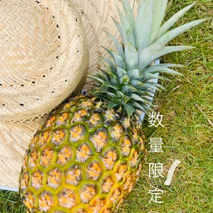 パイナップル【ゴールドバレル】１玉