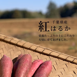 【千葉県産熟成紅はるか】さつまいも  Mサイズ　選べる5kg・10kg