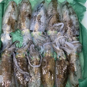 只今、水揚げ❗️活〆アオリイカ　刺身❗️イカ飯❗️