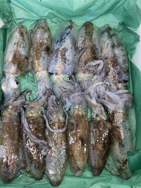 只今、水揚げ❗️活〆アオリイカ　刺身❗️イカ飯❗️