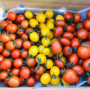 ミニトマトバラエティセット