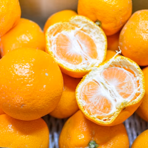 〔わけあり有田みかん〕味わい濃厚！たくましく育ったみかんです！（晩生みかん)