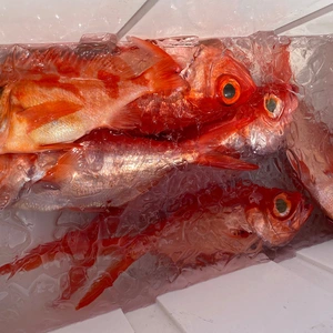 【天然魚】釣りモノ金目鯛
