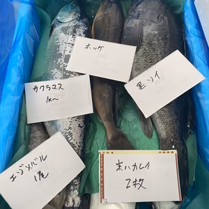 13日水揚げ‼️ショウゴの船上神経〆ガチャ　2〜4人用　